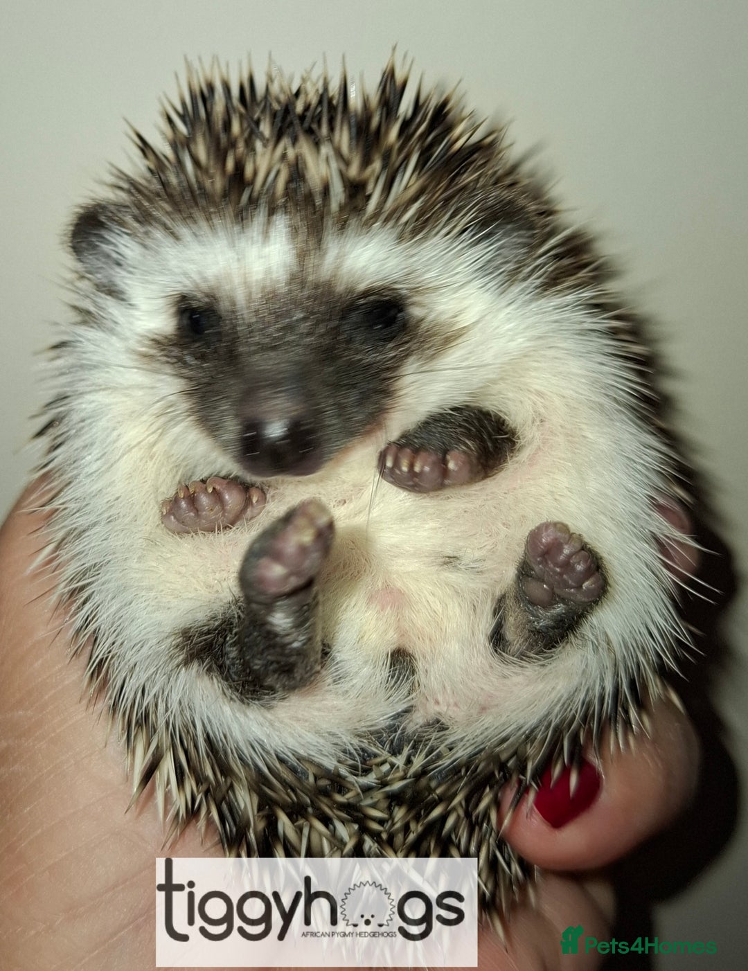 Pygmy Hedgehog rodents for sale: Handsome boys available-new pics added 5/8 - Image 1