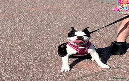Boston Terrier dogs for sale: Boston Terrier Girl  - Image 9