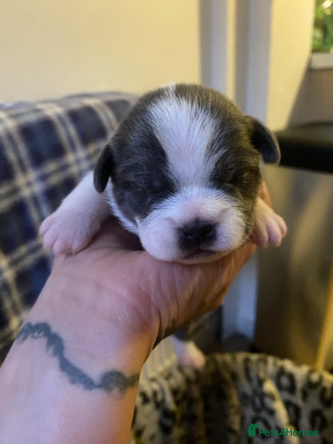 Mixed Breed dogs for sale: 3 puppy’s left  - Advert 7