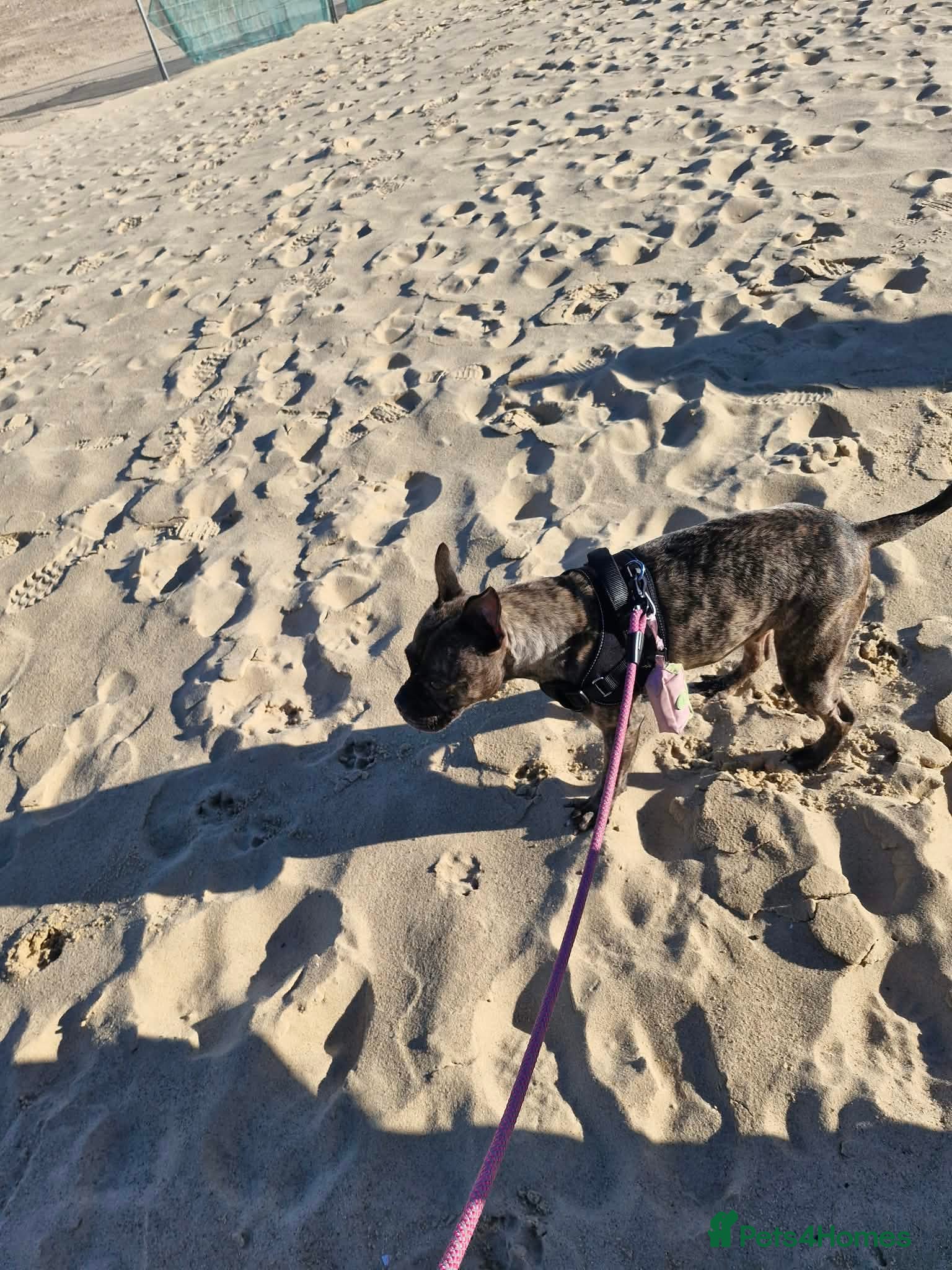 Staffordshire Bull Terrier dogs Female staffy for sale  - Advert 7