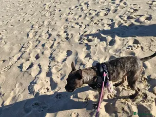 Staffordshire Bull Terrier dogs Female staffy for sale - Advert 1