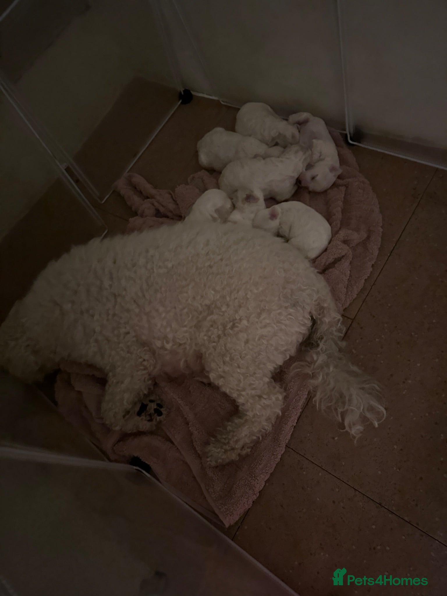 Bichon Frise dogs Puppy for sale bichon frise - Advert 4