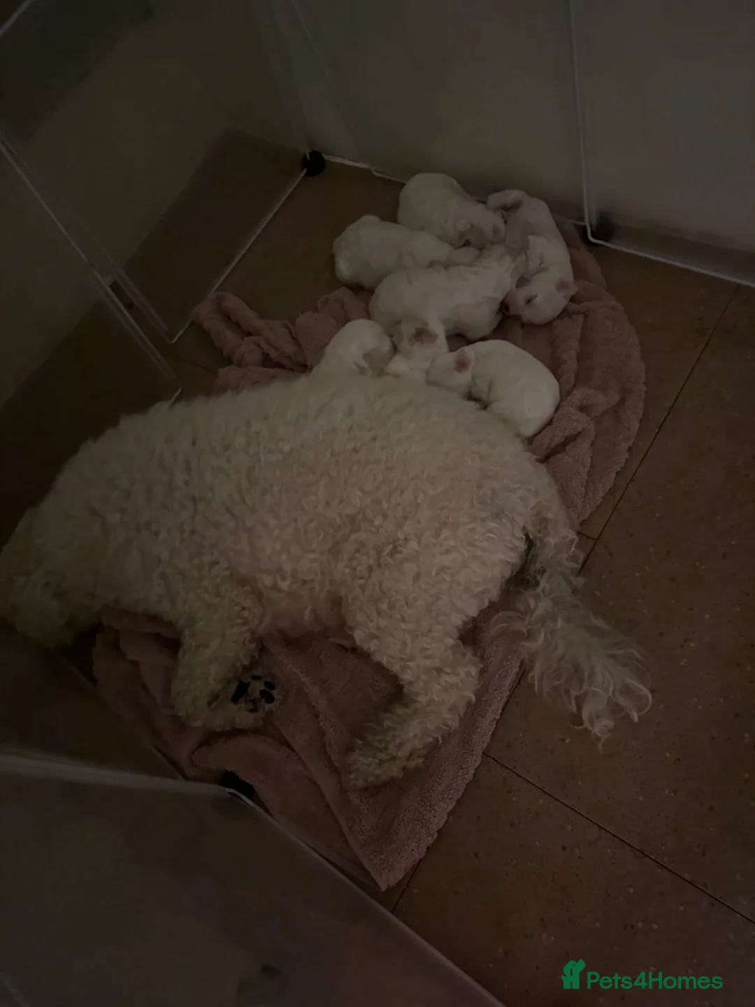 Bichon Frise dogs for sale: Puppy for sale bichon frise in Walsall - Advert 1