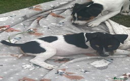 Jack Russell dogs for sale: JACKRUSSELL PUPPYS in Shrewsbury - Image 17