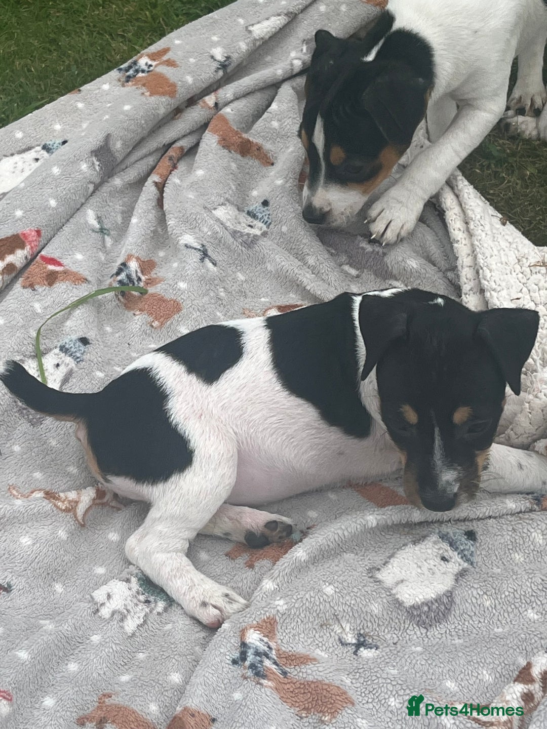 Jack Russell dogs for sale: JACKRUSSELL PUPPYS in Shrewsbury - Image 17