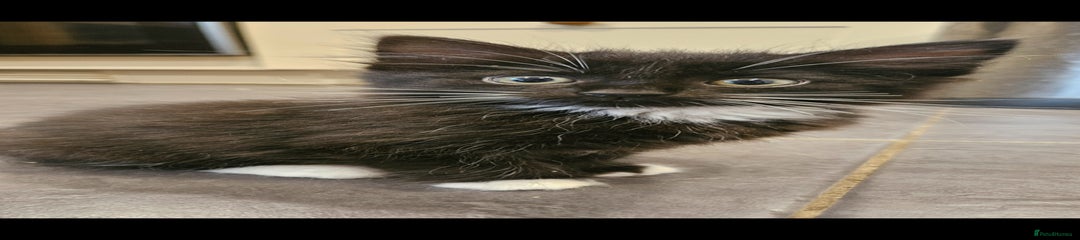 Mixed Breed Kitten 6