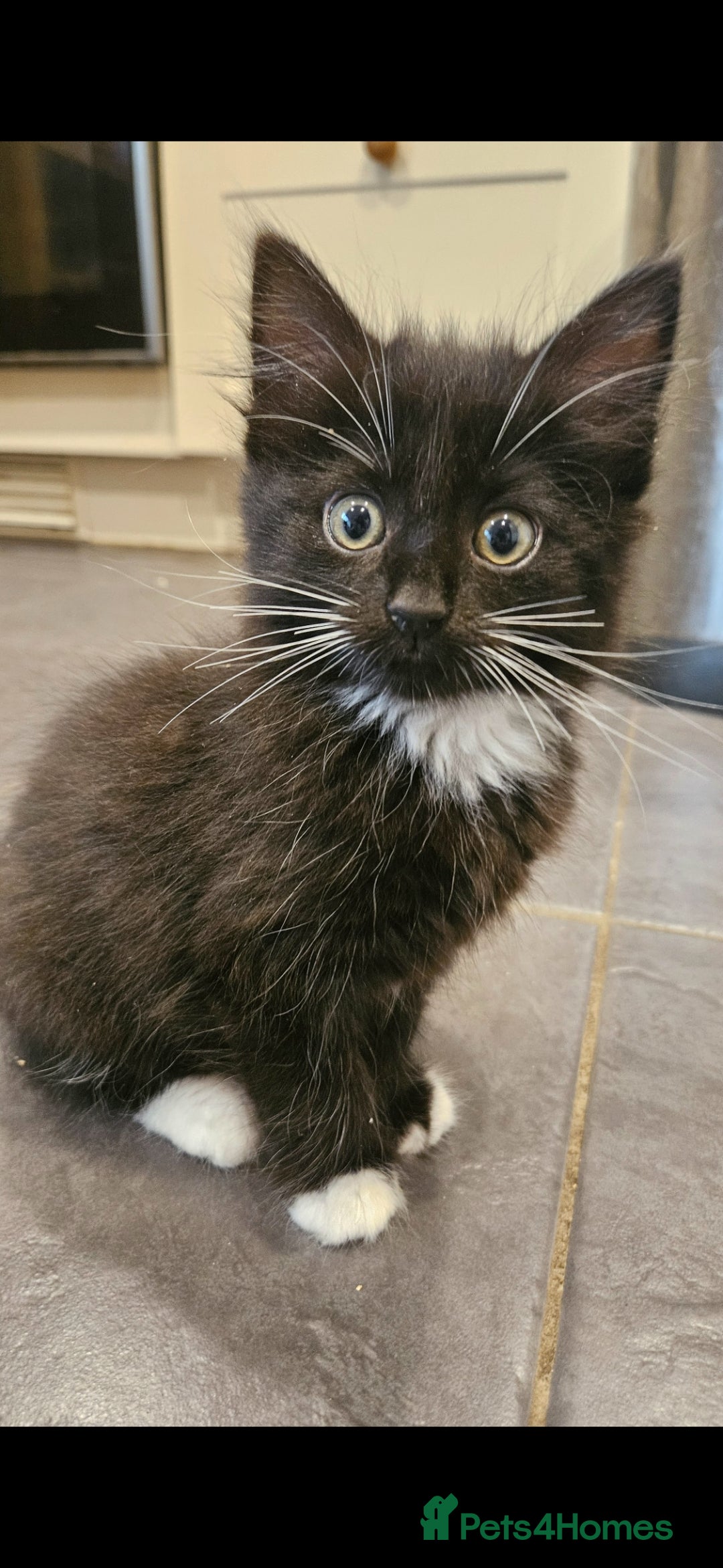 Mixed Breed cats for sale: Beautiful long haired kittens  - Image 6