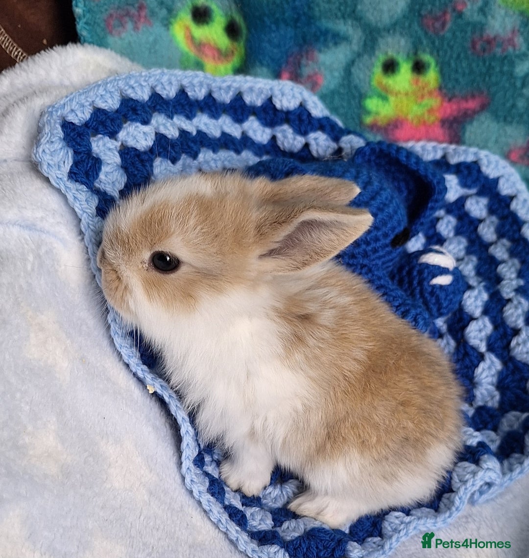 Mixed Breed rabbits for sale: Baby rabbits for sale  - Image 11