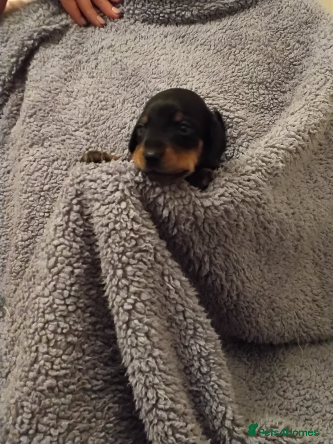 Miniature Dachshund dogs for sale: Miniature dachshund puppies - Image 15
