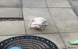 French Bulldog dogs for sale: Platinum white blonde fluffy french bulldog - Image 2