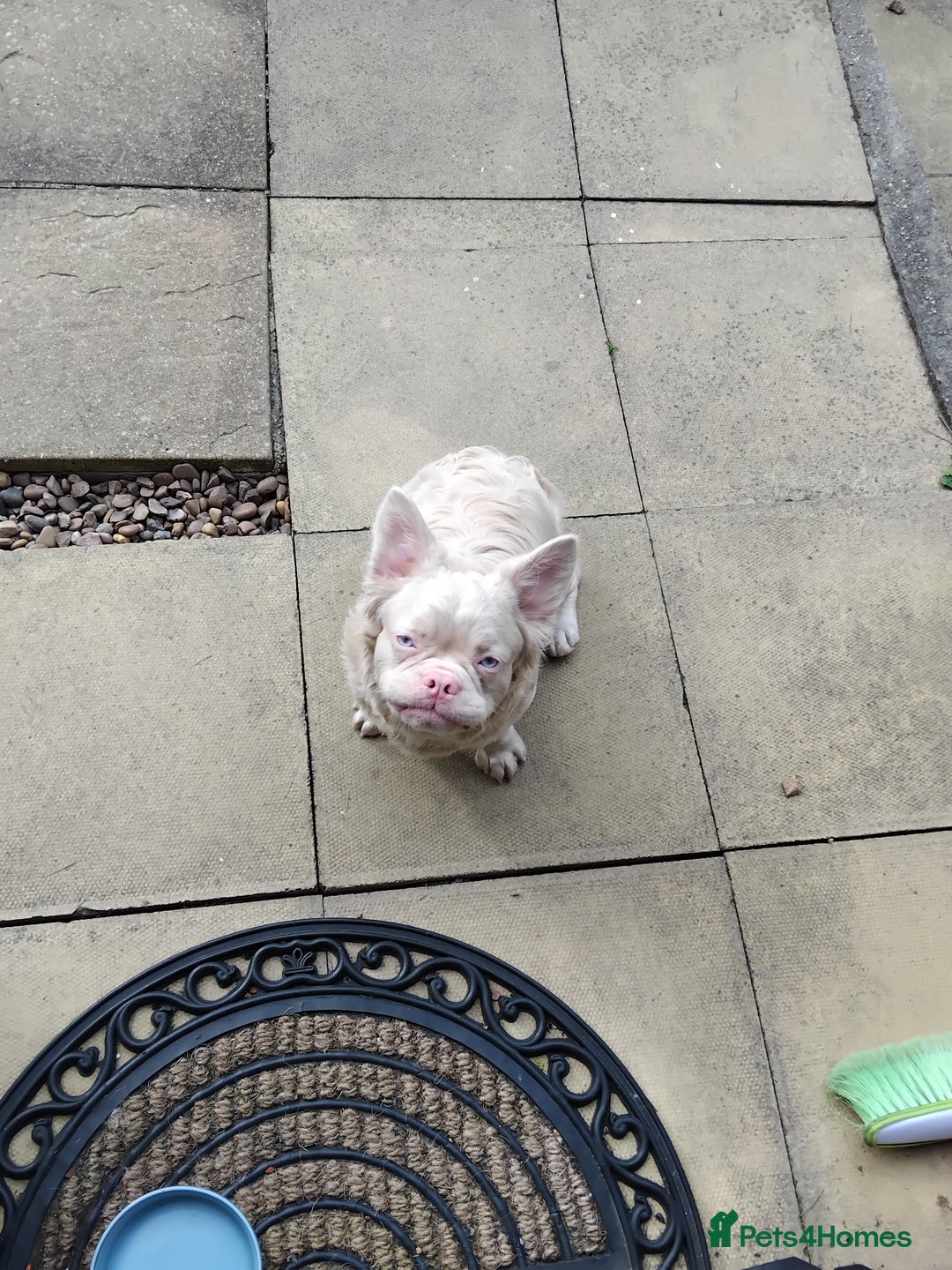 French Bulldog dogs for sale: Platinum white blonde fluffy french bulldog - Image 2