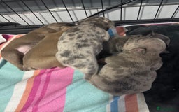 French Bulldog dogs for sale: French bulldogs 3 male ready now  - Image 9
