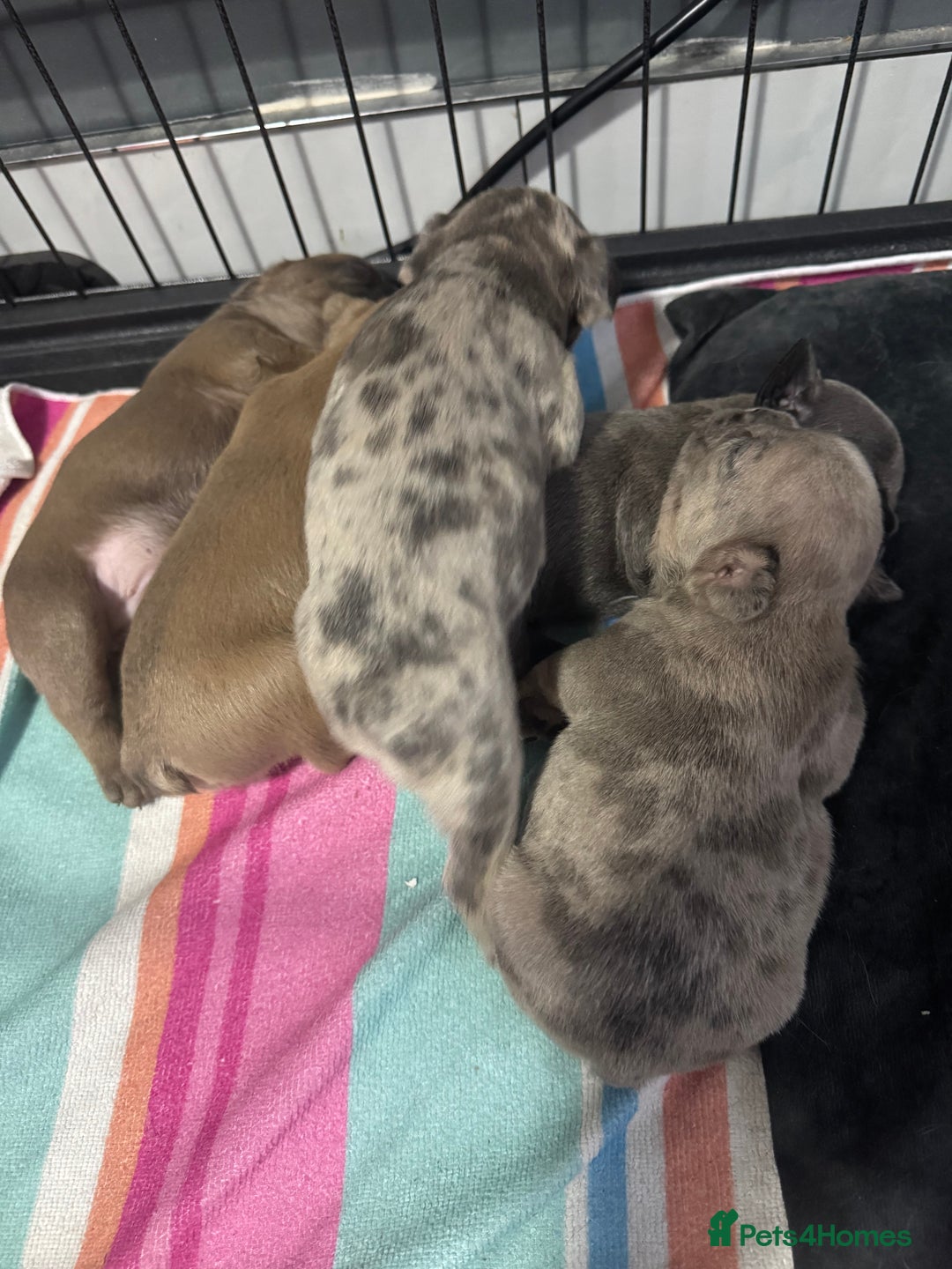 French Bulldog dogs for sale: French bulldogs 3 male ready now  - Image 9