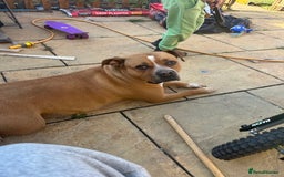 American Bull Staffy dogs for sale: American Staffordshire bull terrier - Image 5