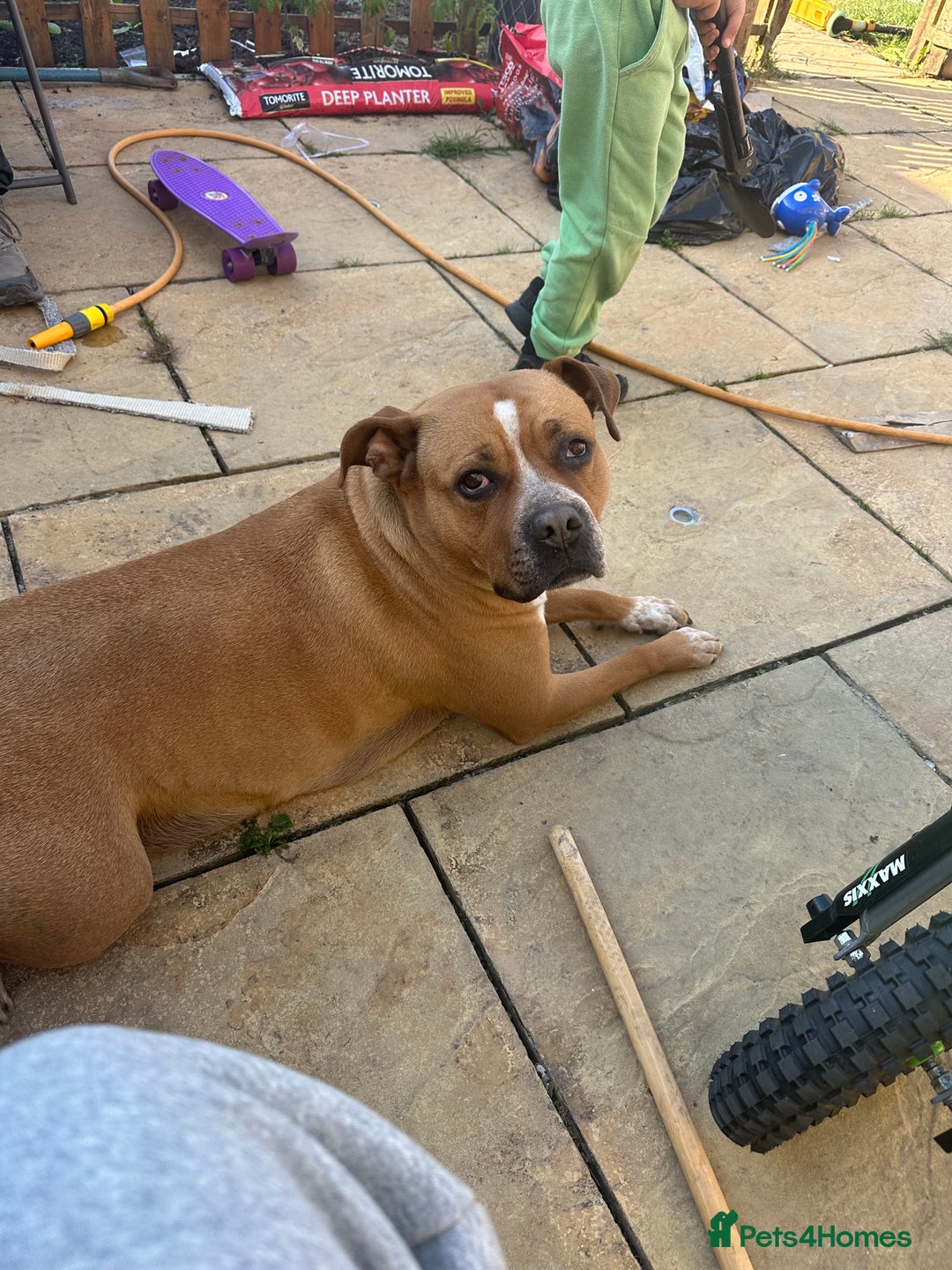 American Bull Staffy dogs for sale: American Staffordshire bull terrier - Image 5