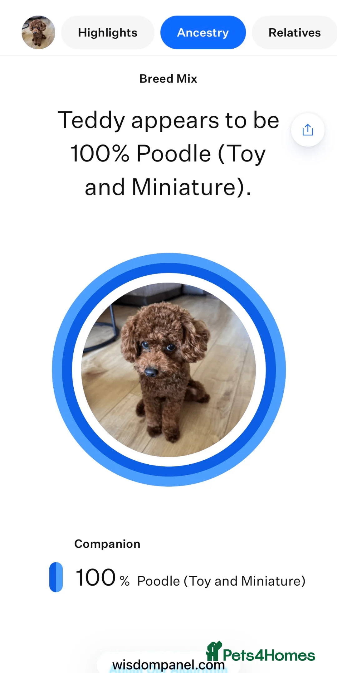 Toy Poodle dogs for stud: Gorgeous Red Toy Poodle Stud-Friendly 🩵 - Advert 2