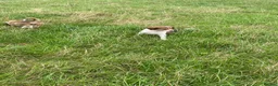 Welsh Collie dogs for sale: Welsh sheepdog puppies for sale  - Advert 10