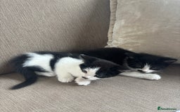 British Longhair cats for sale: Two black and white kittens for sale ,  - Image 8