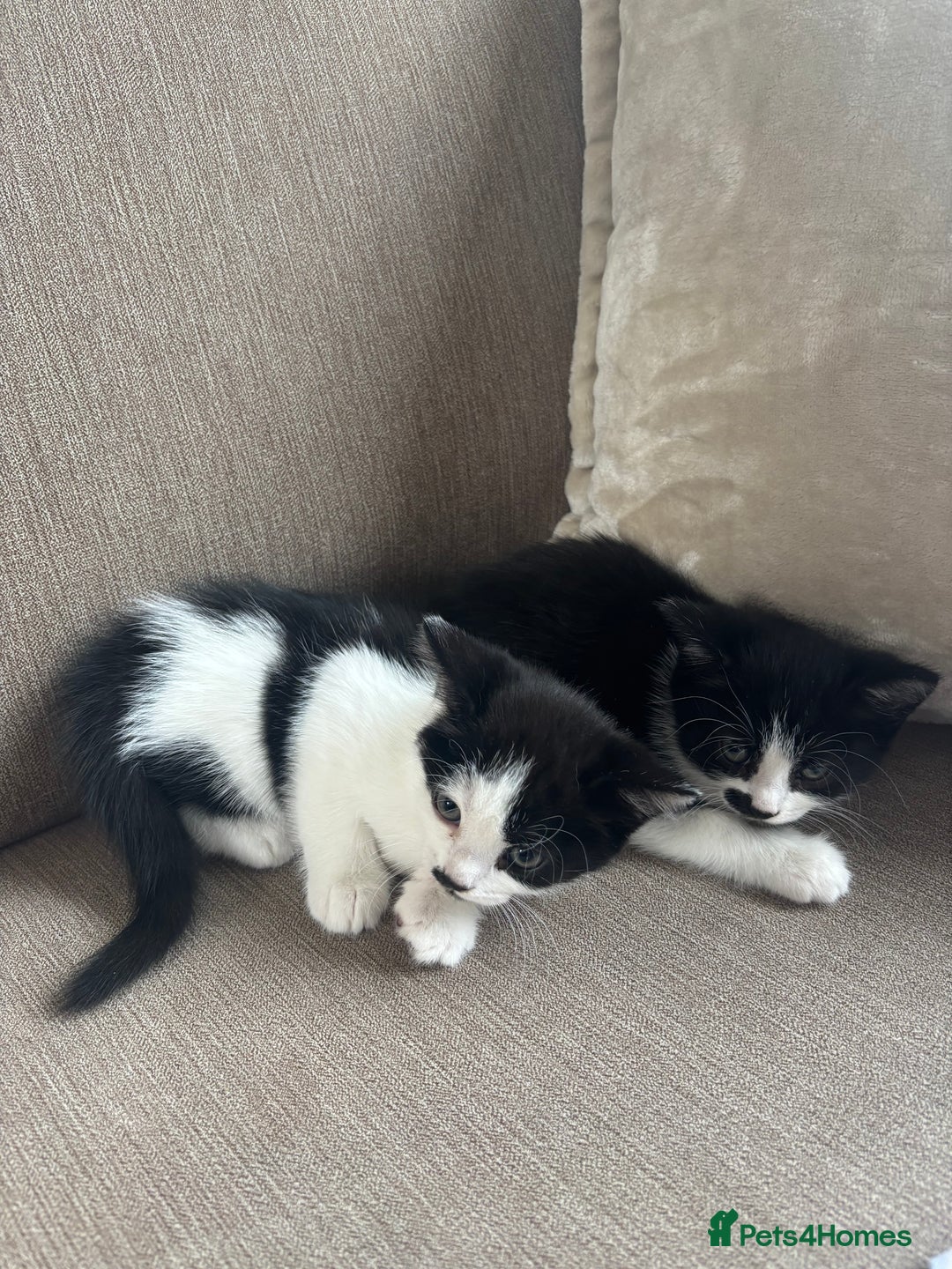 British Longhair cats for sale: Two black and white kittens for sale ,  - Image 8