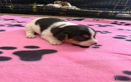Jack Russell dogs for sale: Bred From Health Tested Parents - Image 34