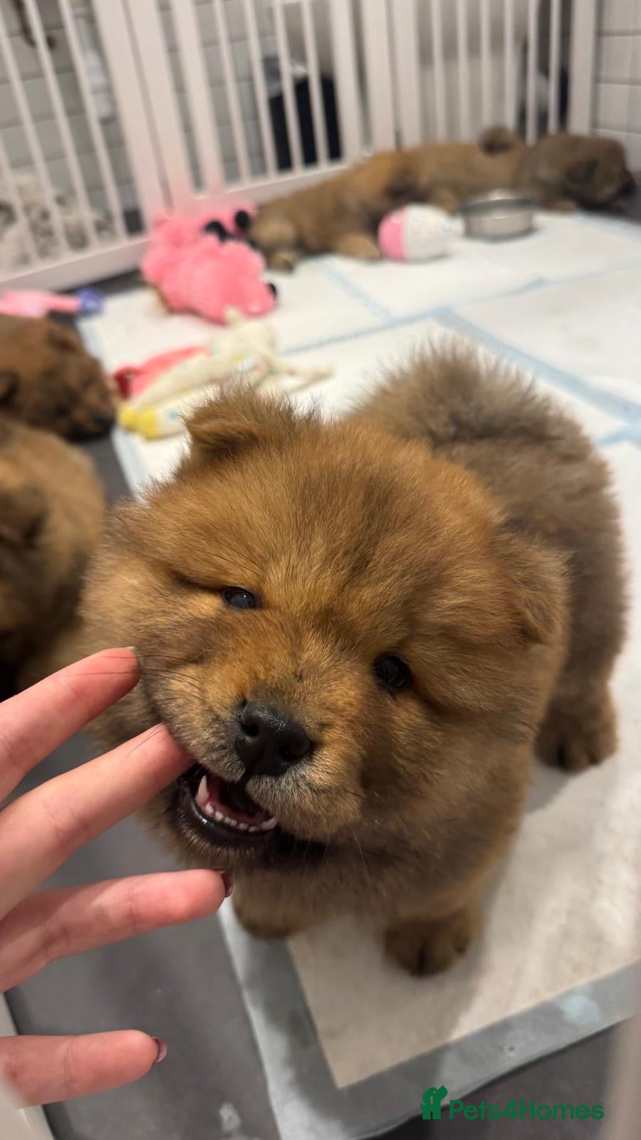Chow Chow dogs 7 chow chow puppies  - Advert 2