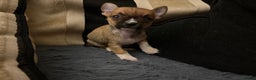 Mixed Breed dogs for sale: Jackawawa pups  - Advert 22