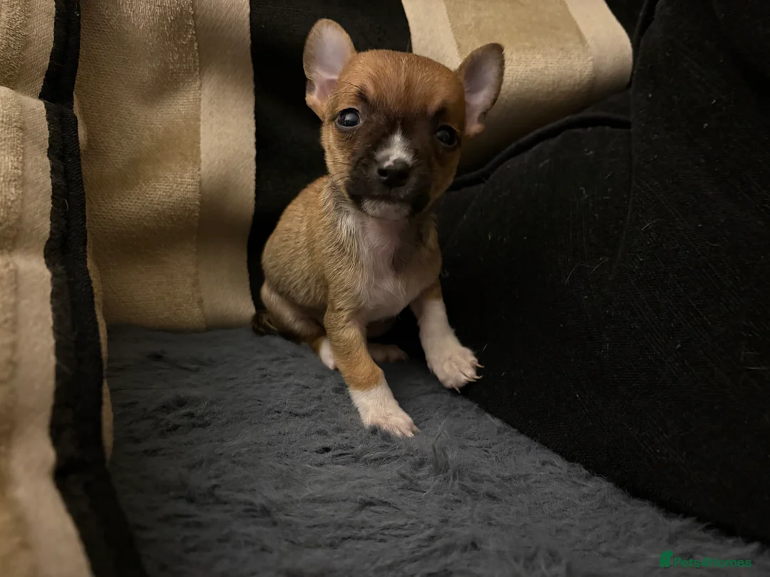 Mixed Breed dogs for sale: Jackawawa pups  - Advert 22