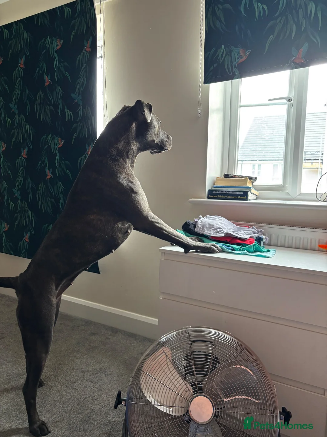 Cane Corso dogs for sale: 1 year old Cane Corso in Leighton Buzzard - Advert 2