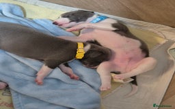 Whippet dogs for sale: Stunning KC Registered Blue Whippet Puppies - Image 23
