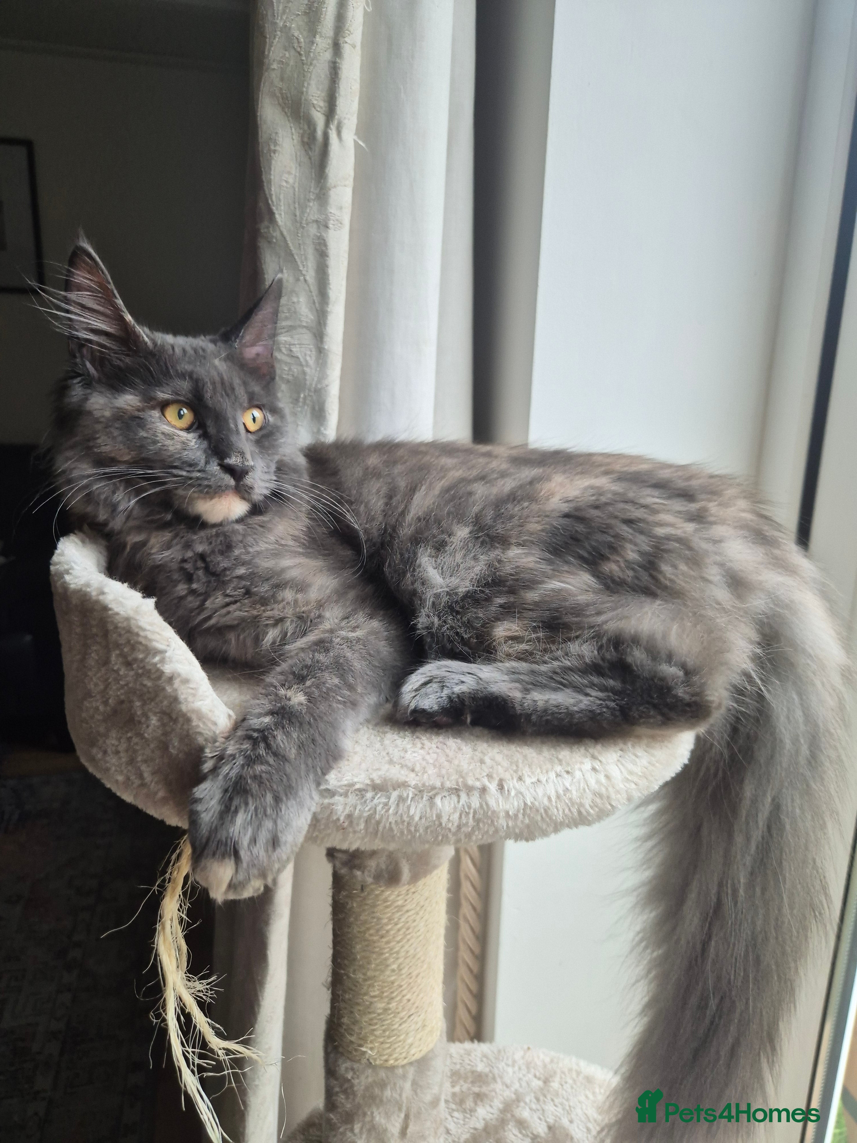 Maine Coon cats 6-Month Old Female Maine Coon - Advert 1