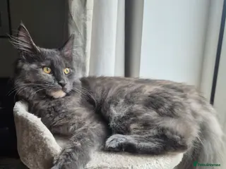 Maine Coon cats 6-Month Old Female Maine Coon - Advert 1