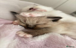 Ragdoll cats for sale: Cherubim Ragdoll Kittens TICA Mink Lynx - Image 7