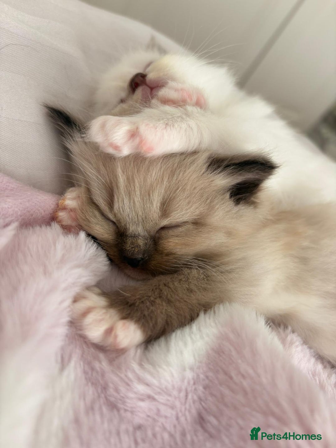 Ragdoll cats for sale: Cherubim Ragdoll Kittens TICA Mink Lynx - Image 7
