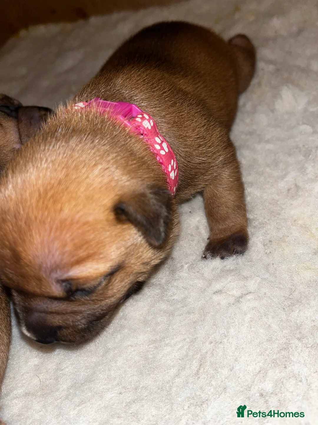 Staffordshire Bull Terrier dogs for sale: BEAUTIFUL RED STAFFORDSHIRE BULL TERRIER PUPPIES - Advert 27