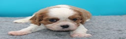 Cavalier King Charles Spaniel dogs for sale: Champion lines, heart/health tested, KC registered - Advert 15