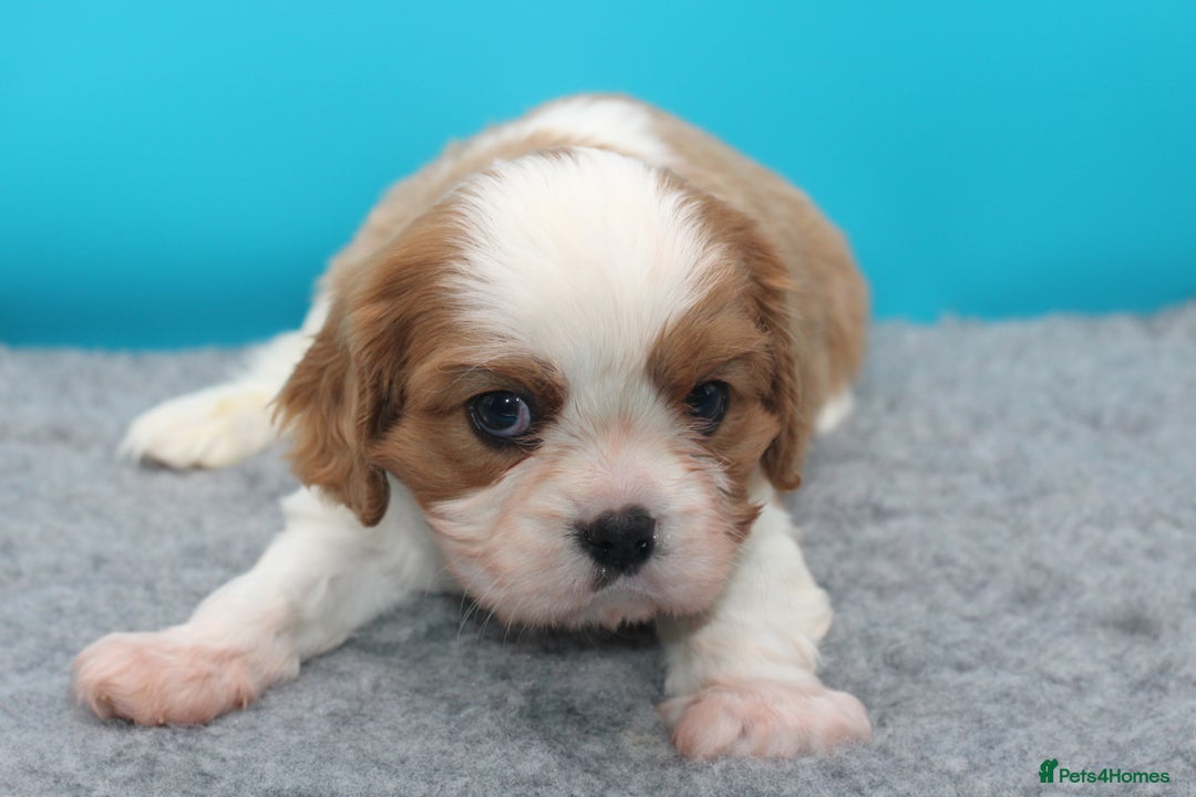 Cavalier King Charles Spaniel dogs for sale: Champion lines, heart/health tested, KC registered - Advert 15