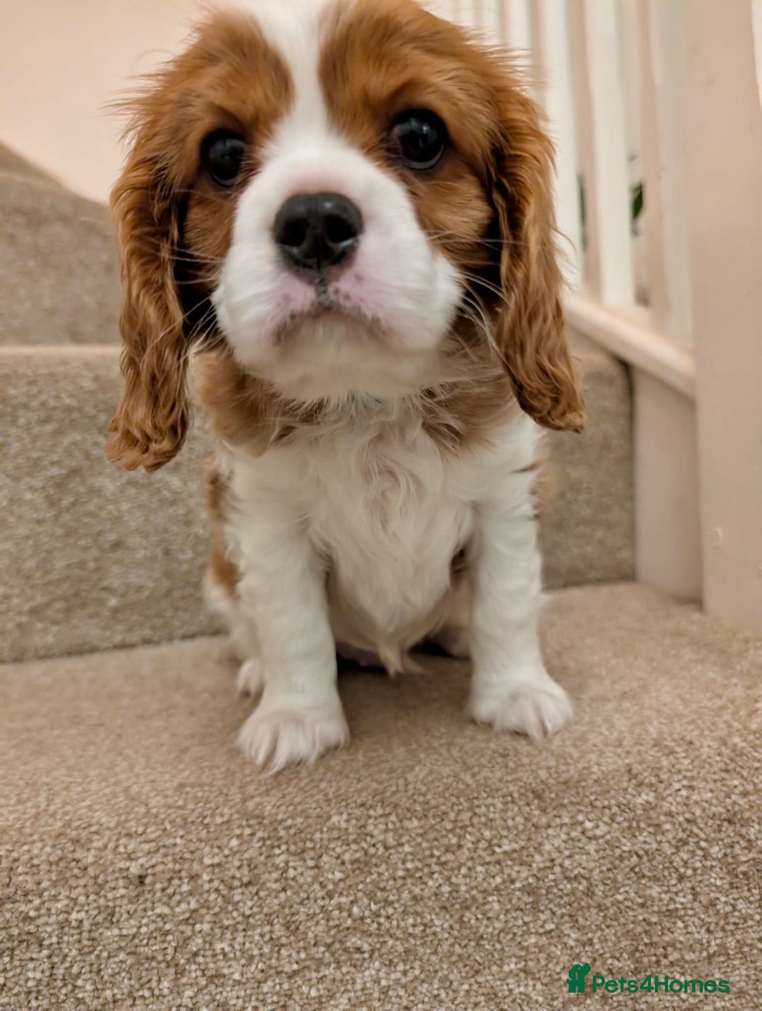 Cavalier King Charles Spaniel dogs for sale: Fully health tested CKCS 🐶💙🐾 - Image 3