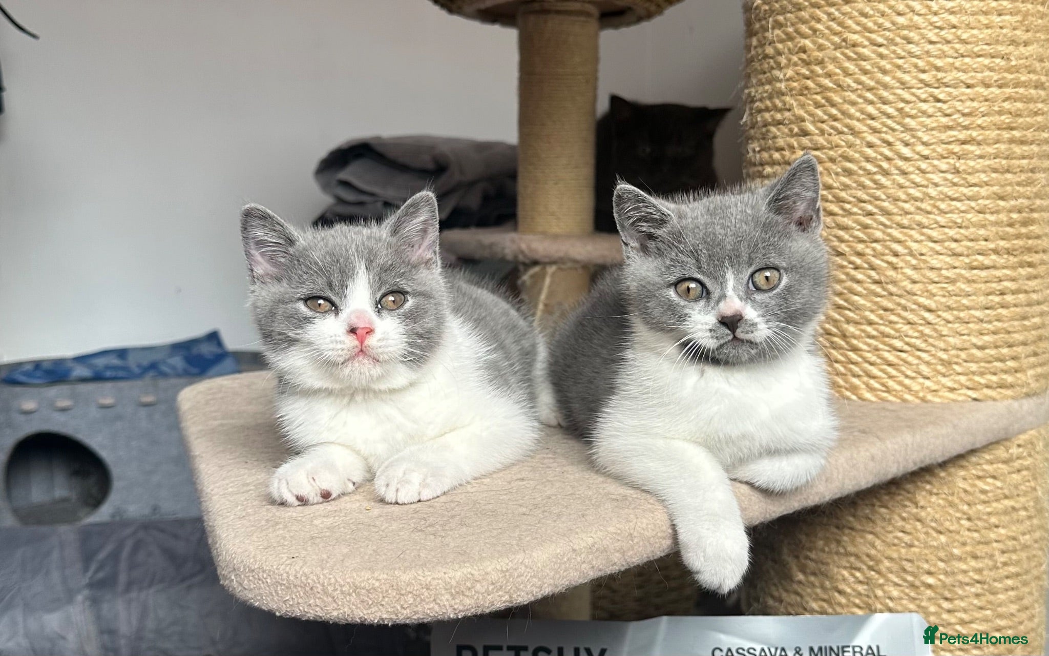 British Shorthair cats 💙Blue and White British Shorthair  - Advert 1
