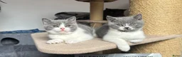 British Shorthair cats for sale: 🐾Blue and White British Shorthair Boys  - Advert 6