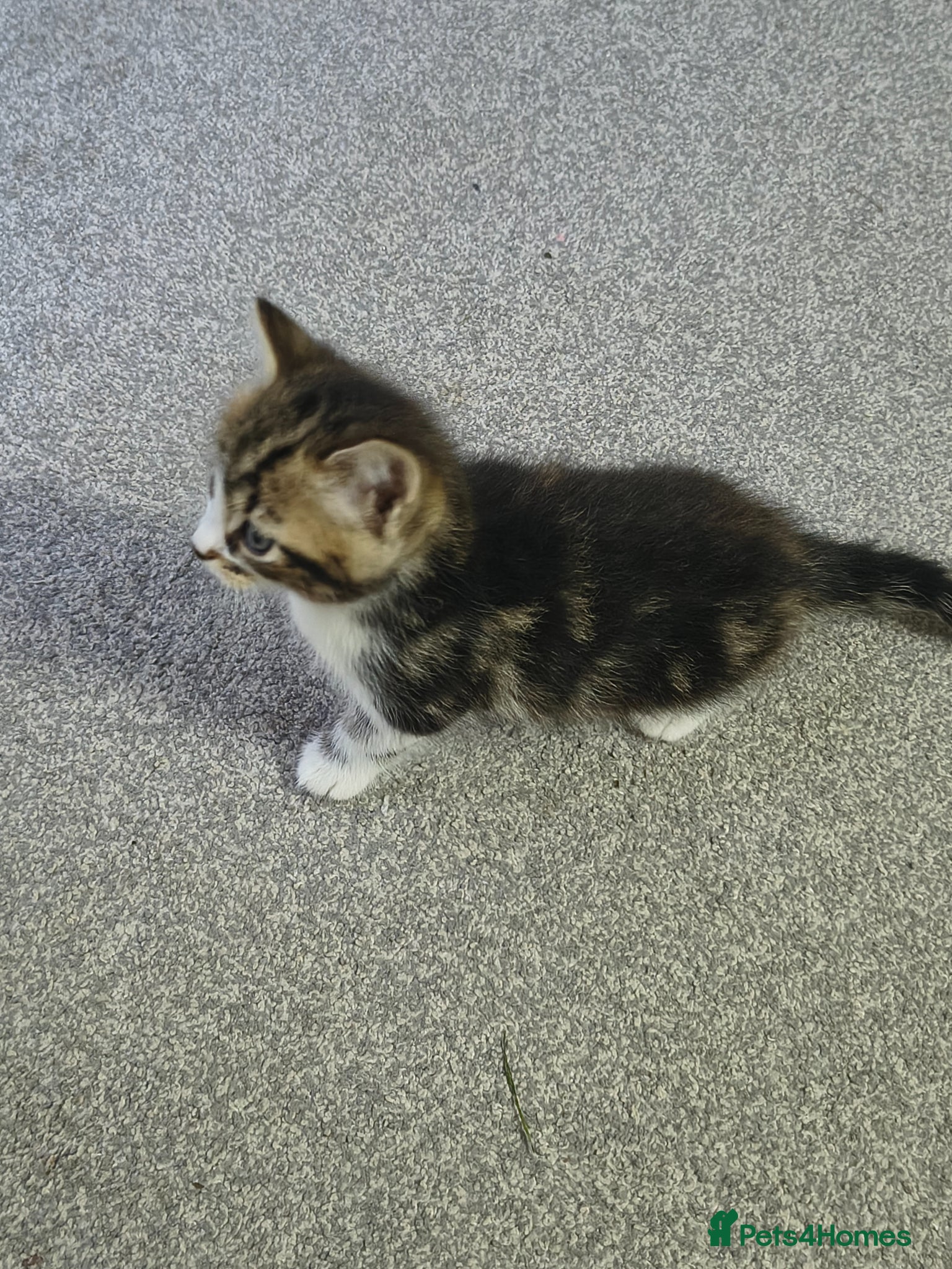 British Shorthair cats 4 cute kittens are looking for a new owner - Advert 5