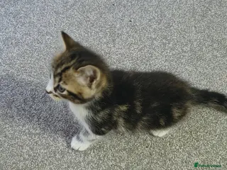 British Shorthair cats 4 cute kittens are looking for a new owner - Advert 9