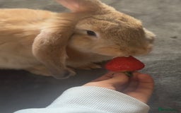 Mixed Breed rabbits for sale: Giant Continental x French Lop Bunny - Image 5