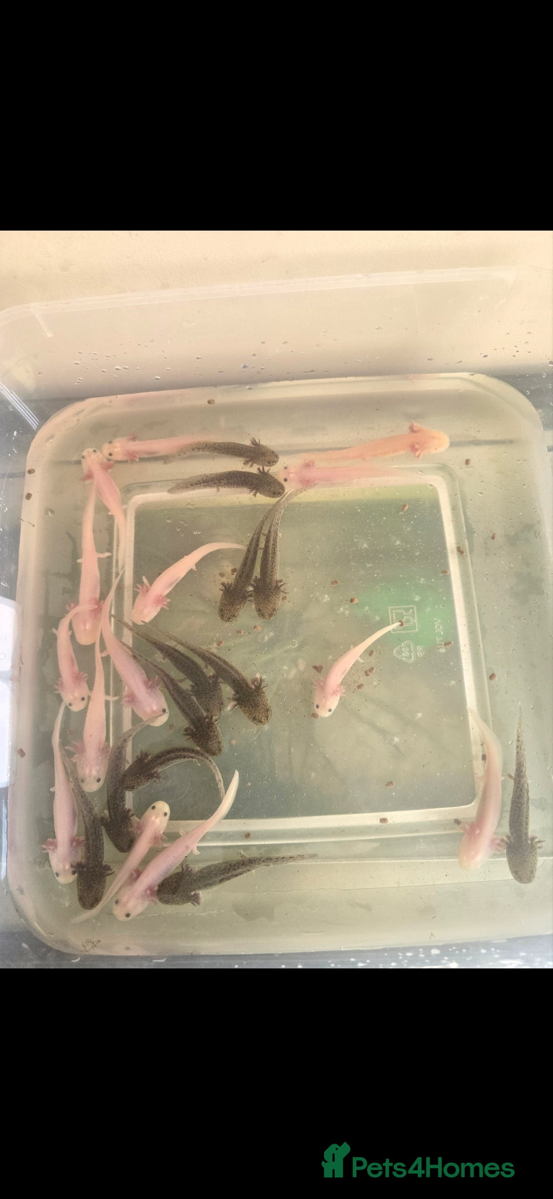 Other/Mixed Breed fish Baby Axolotls for sale - Advert 19