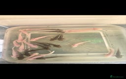Other/Mixed Breed fish for sale: Axolotls for sale - Image 1
