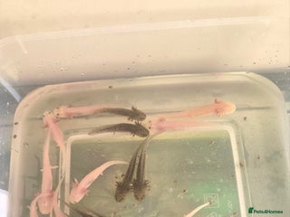 Other/Mixed Breed fish - Advert 2