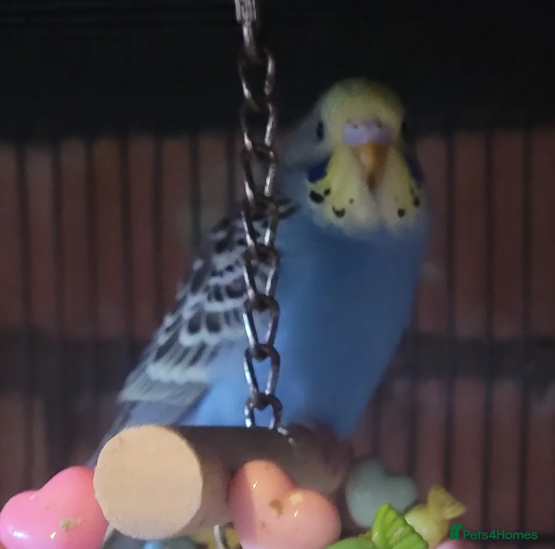 Budgerigars birds for sale: Baby Budgies (no offers) - Advert 15