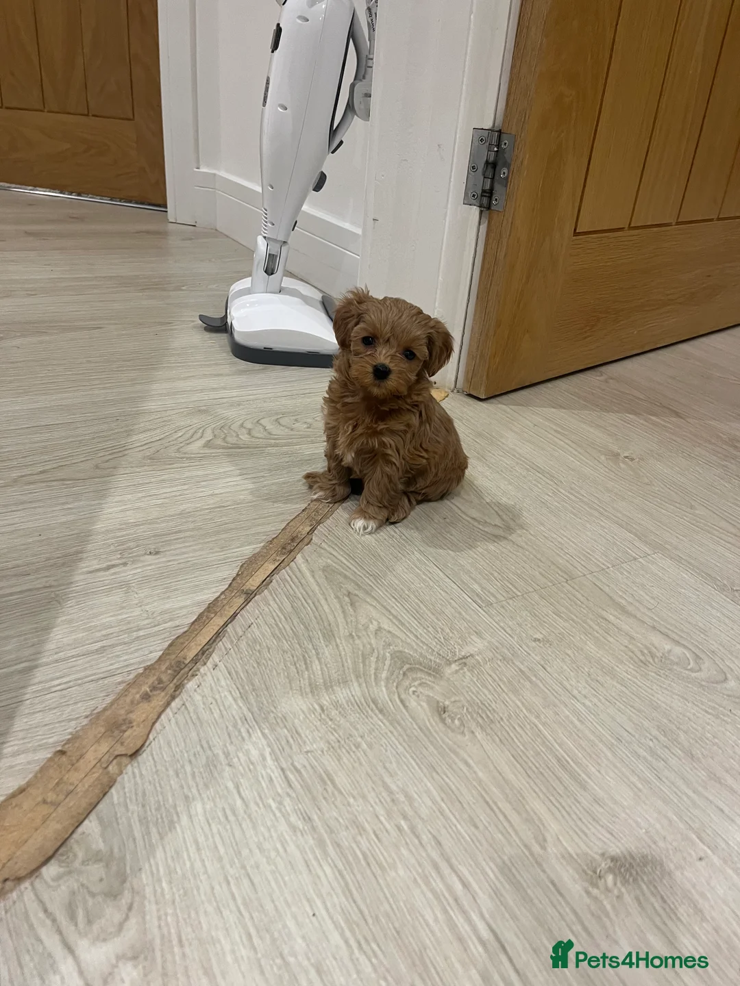 Maltipoo dogs for sale: Gorgeous Maltipoo Pups looking for their new home  - Advert 21