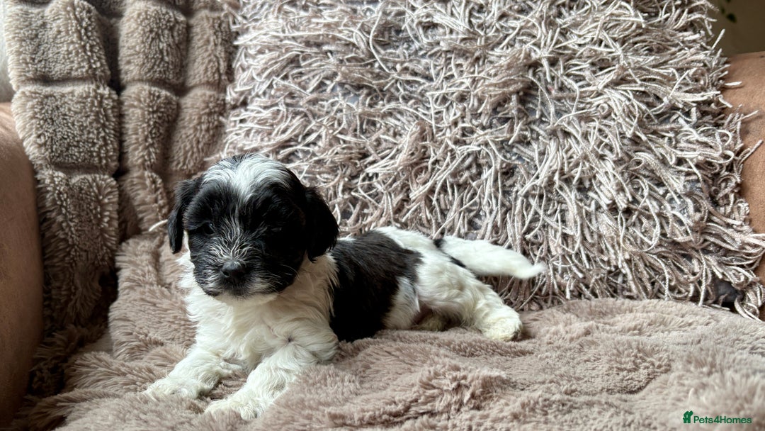 Lhasapoo dogs for sale: *****only 1 girl and 2 boys left ***** - Image 9