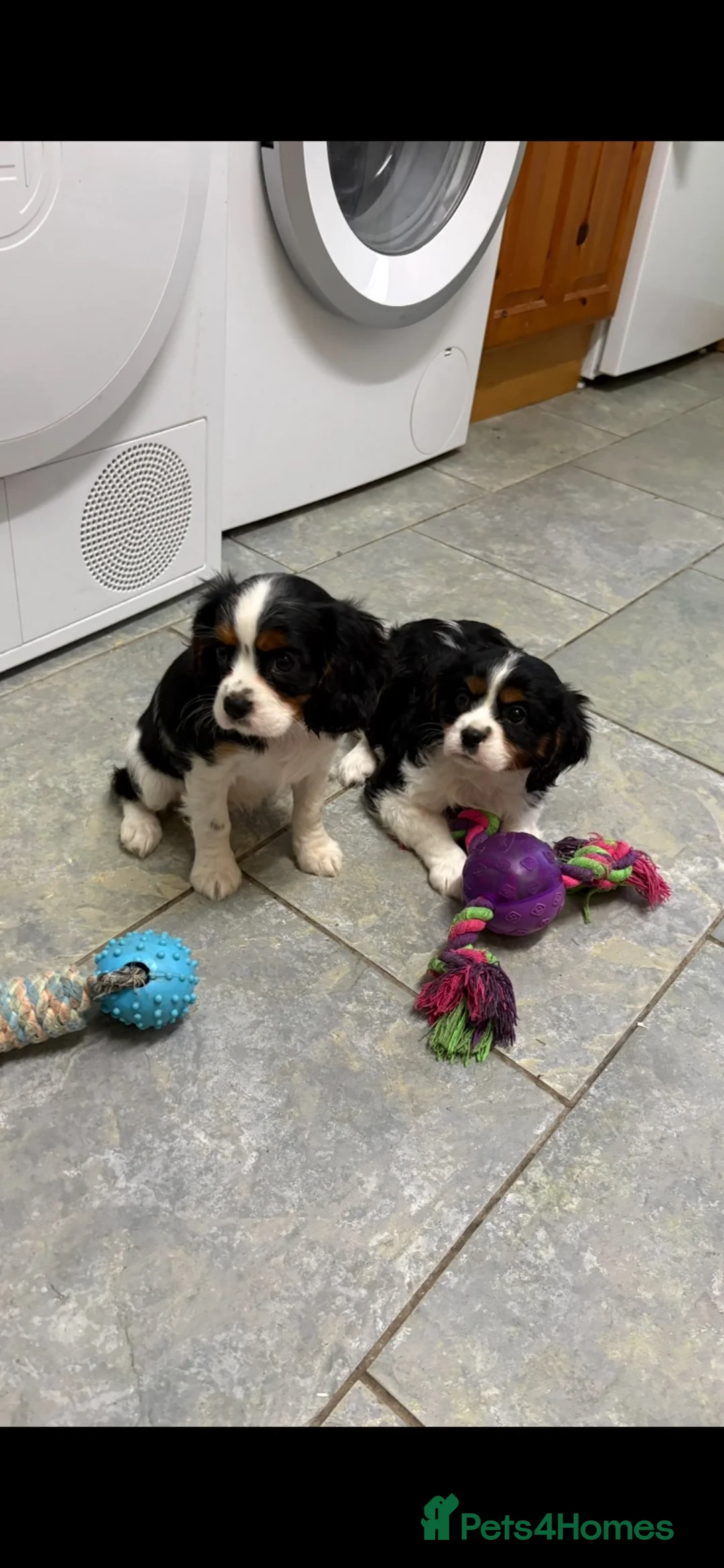 Cavalier King Charles Spaniel dogs for sale: KC Reg cavalier King Charles  - Advert 2