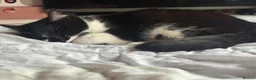 Mixed Breed cats for sale: Male and female tuxedo kittens  in Pontefract - Advert 7